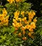 Senna Candolleana, golden Cassia cluster of yellow flowers