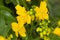 Senna Cassia Corymbosa flowers closeup