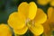Senna Cassia Corymbosa flowers closeup