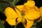 Senna floribunda, Golden Showy Cassia, Devils Finger