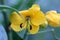 Senna floribunda, Golden Showy Cassia, Devils Finger