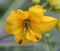 Senna floribunda, Golden Showy Cassia, Devils Finger