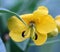 Senna floribunda, Golden Showy Cassia, Devils Finger