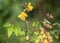 Senna occidentalis flower in wet land
