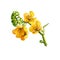 Senna or sennas, yellow flowering plants in legume family. Digital art illustration of yellow flowers blooming buds