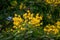 Senna spectabilis with flowers