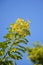 Senna surattensis flower in nature garden