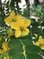 Senna surattensis or Golden senna or Glossy shower flower.