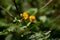 Senna yellow flower and family of Leguminosae