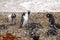 Seno Otway penguin colony - Patagonia Chile