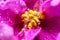 Senpolia (african violet) flower macro.