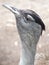 Sensational Magnetic Australian Bustard in Vibrant Beauty.