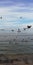  Sense of flight. Birds on the background of the sea