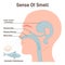 Sense of smell mechanism. Olfactory neurons and limbic brain system