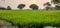 Senset green Paddy lands Telangana beautiful green Paddy fileds