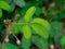A sensitive compound leaf of Mimosa pudica - sensitive plant, shame plant