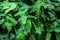 Sensitive compound leaf of Mimosa pudica - sensitive plant, shame plant, touch-me-not