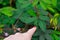 A sensitive compound leaf of Mimosa pudica - sensitive plant, shame plants. The girl touches the plant