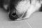 Sensitive dog nose shot in macro black and white