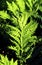 Sensitive Fern   38853