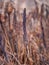 Sensitive fern rachis in wintery marsh