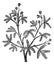 Sensitive Mimosa pudica, vintage engraving