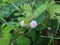 sensitive plant flower in the wild, mimosa pudica plant in India, Green leaf plant, pink color mimosa pudica flower in the forest.