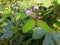 sensitive plant flower in the wild, mimosa pudica plant in India, Green leaf plant, pink color mimosa pudica flower in the forest.