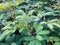 sensitive plant leaf in the wild, mimosa pudica plant in India, Green leaf plant.