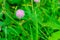 Sensitive Plant pink flower, Mimosa pudica L., properties cure f