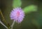 Sensitive plant, Sleeping grass, Shameplant Mimosa pudica L. Pink round flowers with a blurred