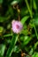 Sensitive plant, Sleepy plant, The touch-me-not, Mimosa pudica plants and  purple flower, Close up & Macro shot, Selective focus,