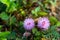 Sensitive plant, Sleepy plant, The touch-me-not, Mimosa pudica plants and  purple flower, Close up & Macro shot, Selective focus,