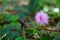 Sensitive plant, Sleepy plant, The touch-me-not, Mimosa pudica plants and  purple flower, Close up & Macro shot, Selective focus,