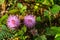 Sensitive plant, Sleepy plant, The touch-me-not, Mimosa pudica plants and  purple flower, Close up & Macro shot, Selective focus,