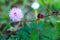 Sensitive plant, Sleepy plant, The touch-me-not, Mimosa pudica plants and  purple flower, Red Fruits, Close up & Macro shot,