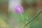 Sensitive plant touch-me-not, Mimosa pudica, close-up pink flower