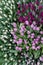 Sensitive purple lilac white tulips in lush of fresh greenery top view. Floral vertical natural background for decoration greeting