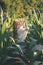 Sensitivity to nature, celebration of life little moments concept. Young woman enjoying nature in the corn field