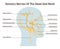 Sensory nerves of the head and neck. Neural coverage of human head