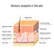 Sensory receptors in the skin