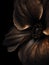 Sensual Chocolate Anemone Flower, Intimate and Dark Botanical Artwork.