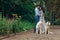 Sensual full-length portrait of the hugging couple during their walk with two cute huskies in the spring park. The