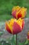 Sensual Golddust. Orange double petal tulip