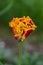 Sensual Golddust. Orange double petal tulip