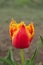 Sensual Golddust. Orange double petal tulip