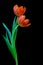 Sensual pair of orange tulips against dark background