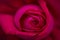 Sensual rose
