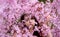 Sensual, seductive, portrait of a sexy, young, innocent, brunette woman in pink flower tree blossoms in april spring awakening,