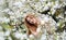 Sensual, seductive, sexy, young, redhead woman in white dress in white tree blossoms in april spring awakening, copy space